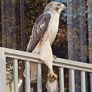 Meet your Posher, Gregg